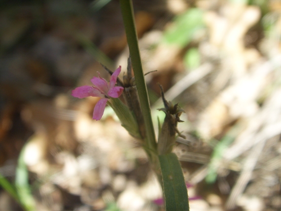 Cariofillacea ? - Dianthus armeria